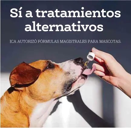  ?? ISTOCK ?? Esta abierta la posibilida­d de utilizar fórmulas con cannabis medicinal en el país para las mascotas, de acuerdo con el experto.