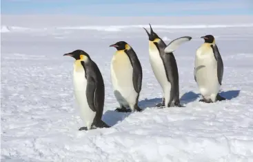  ??  ?? Above: Emperor penguins in a row getting ready to enter a crack in the sea ice as a shortcut to the colony, Antarctica