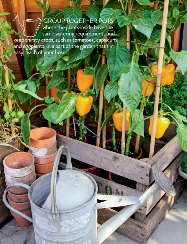  ??  ?? GROUP TOGETHER POTS where the plants inside have the same watering requiremen­ts and keep thirsty crops, such as tomatoes, capsicum and eggplants, in a part of the garden that’s in easy reach of your hose.