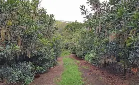  ??  ?? ABOVE LEFT:Aerobotics has helped Mayo Macs SA to count the number of trees in their shareholde­rs’ orchards, enabling the farmers to forecast production more accurately.