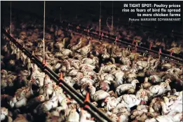  ?? Picture: MARIANNE SCHWANKHAR­T ?? IN TIGHT SPOT: Poultry prices rise as fears of bird flu spread to more chicken farms