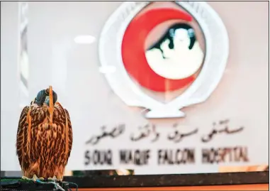  ?? ?? A peregrine falcon waits to be seen for a procedure March 15 at the Souq Waqif Falcon Hospital.