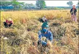  ?? VIPIN KUMAR/HT PHOTO ?? Farm workers harvest wheat crop near Najafgarh in New Delhi on April 16.