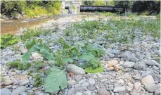  ?? FOTO: BERND TREFFLER ?? Die Obere Argen bei Wangen: Wo sonst Wassermass­en fließen, gedeihen Grünpflanz­en. Das hat Folgen: Gewässern wie diesem darf weiterhin kein Wasser entnommen werden.