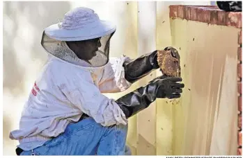  ?? AMY BETH BENNETT/STAFF PHOTOGRAPH­ER ?? Andre Dodd pulls a chunk of honeycomb out of a wall Thursday where bees have built a hive in a home in Boca Raton.