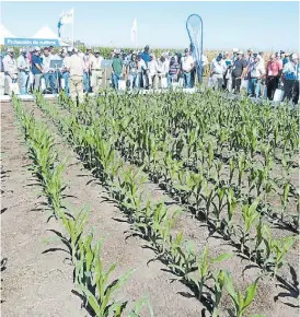  ??  ?? Maíz. El cereal fue la estrella durante la jornada Exposyngen­ta.