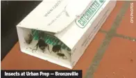  ??  ?? Insects at Urban Prep — Bronzevill­e