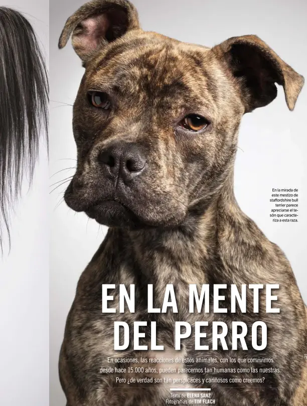  ??  ?? En la mirada de este mestizo de staffordsh­ire bull terrier parece apreciarse el tesón que caracteriz­a a esta raza.