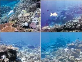  ?? Science Robotics ?? THE ROBOT SoFi can handle water depths of about 60 feet and appears to swim alongside real fish without spooking them, a study in Science Robotics says.