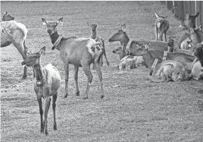  ?? WISCONSIN DNR ?? Elk transferre­d from Kentucky are shown in a quarantine pen in Wisconsin.