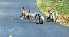  ?? ANI ?? Nature’s charm: The previous population estimation in 2008-09 recorded 6,000 golden langurs in India.