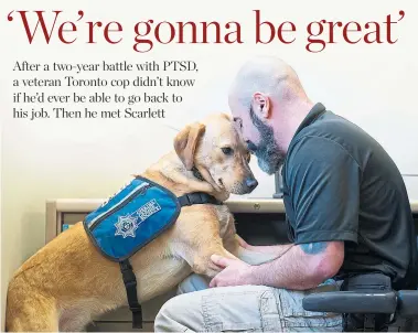  ?? TORONTO POLICE SERVICE ?? Paul Breeze returned to work in November as a constable on the integrated gang prevention task force at 23 Division, along with Scarlett — the first service dog working at the side of an active Toronto police officer.