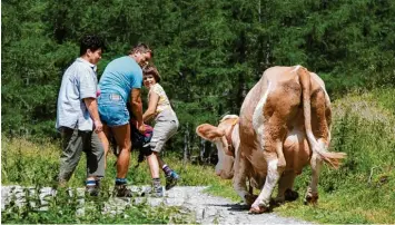  ?? Archivfoto: Expa, Groder, apa, dpa ?? Wenn Kühe sich angegriffe­n fühlen, kann es gefährlich werden – wie hier am Großglockn­er. Um Urlauber darauf hinzuweise­n, stellte die österreich­ische Tourismusm­inisterin nun Regeln „für den Umgang mit Weidevieh“vor.