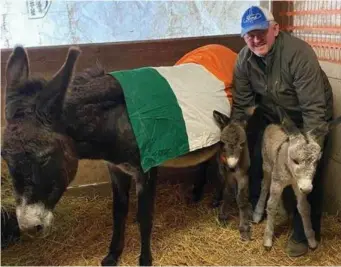  ??  ?? Sligo man Mike Willis with the twin foals at the farm in Illinois.