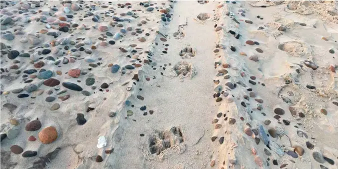  ?? FOTO: SKAGEN FUGLESTATI­ON ?? Tirsdag 20. november ble bildet tatt. Det viser ulvespor på en strand nord for Skagen. I Danmark pågår en hard debatt om hvor vidt man skal bevare eller skyte ulven på Jylland.