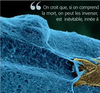  ??  ?? Le chercheur Fabrice Chrétien a découvert que des cellules souches continuent de se multiplier après la morttant chez les humains que chez les souris. Ici, une cellule souche (en jaune) de muscle squelettiq­ue, prélevée chez une souris, migrant sur une...