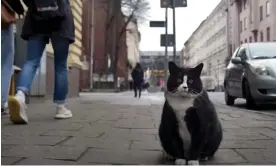  ?? Photograph: YouTube ?? Five-star feline … Gacek the cat in the Polish city of Szczecin.