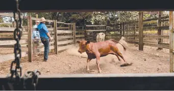  ?? MAIN PICTURE: Meadowbank Station’s Russell Lane in the old tack shed. ABOVE: Dan Standford brands weaners in a cattle crush. Pictures: EVAN MORGAN ??