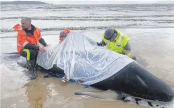  ?? FOTO: SUPPLIED/TASMANIA POLICE/AP/DPA ?? Helfer knien neben einem gestrandet­en Wal an der Westküste Tasmaniens: Australisc­hen Rettern zufolge sind rund 380 Grindwale bereits tot. Etwa 30 weitere Tiere seien vermutlich noch am Leben.