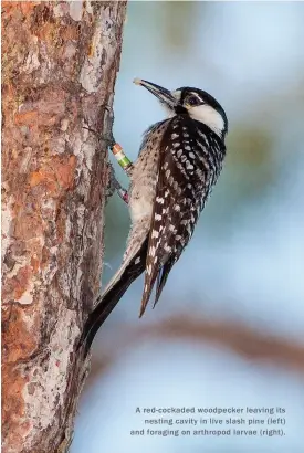  ??  ?? A red-cockaded woodpecker leaving its nesting cavity in live slash pine ( left) and foraging on arthropod lar vae ( right).