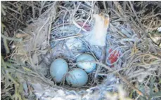  ?? FOTO: IMELDA DELGADILLO ?? Finken haben in dieses Nest in Mexiko Zigaretten­stummel eingebaut, um sich vor Parasiten zu schützen.