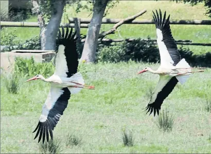  ?? PERE DURAN / NORD MEDIA ?? La Agència de la Natura se encargará de la gestión de espacios naturales, como los Aiguamolls de l’empordà