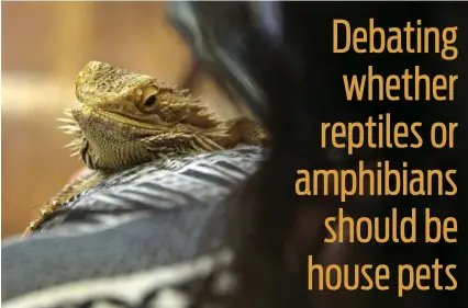  ?? Richard Perry/New York Times ?? Many experts think reptiles, like this bearded dragon, and amphibians shouldn’t be turned into pets because it raises numerous ecological and ethical questions.