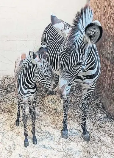 ?? TORONTO ZOO ?? “Baby Stripes” is the third foal resident Tori has given birth to at the Toronto Zoo.