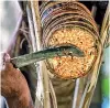  ?? ?? Slicing the kithul flower to collect the sap.
Fernando and the Agri Deshiya management.