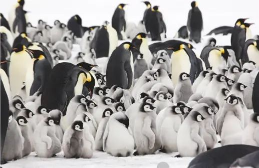  ??  ?? Above: Emperor penguin adults with young chicks at Snow Hill Island rookery, Antarctica, October 2008