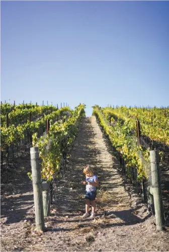  ?? Photos by James Tensuan / Special to The Chronicle ?? Vivienne Bowlus picks grapes at the Albatross Ridge winery in Carmel Valley, which enjoys the views and breezes of the Pacific Ocean just 7 miles away.