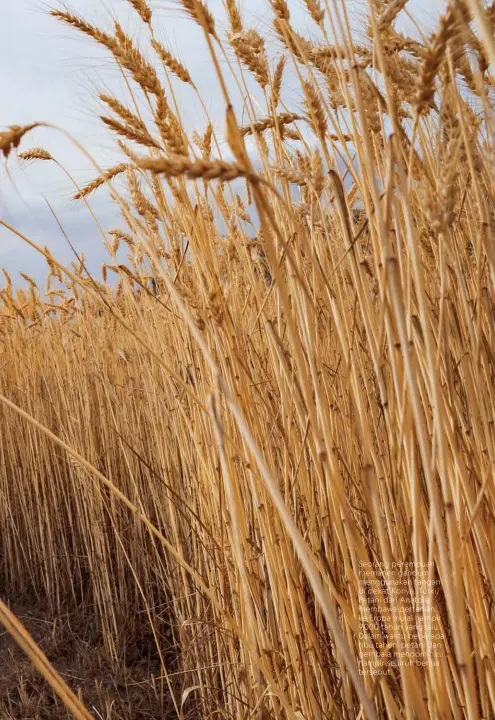  ??  ?? Seorang perempuan memanen gandum menggunaka­n tangan di dekat Konya, Turki. Petani dari Anatolia membawa pertanian ke Eropa mulai hampir 9.000 tahun yang lalu. Dalam waktu beberapa ribu tahun, petani dan gembala mendominas­i hampir seluruh benua tersebut.