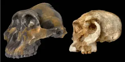  ??  ?? Candidatos. Mary Leakey creía que Paranthrop­us boisei, cuyo cráneo halló en Olduvai –izquierda–, era un ser demasiado arcaico como para fabricar objetos. El descubrimi­ento de Homo habilis –derecha– le hizo apostar por este.