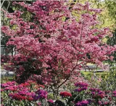  ?? Houston Chronicle file ?? A loropetalu­m and phlox blooms make a show in the garden.