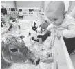  ??  ?? Six-month-old Elijah meets a cow as Little Ray’s Reptile Zoo takes over the Nepean Sportsplex this weekend.