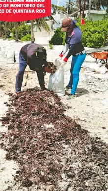  ??  ?? El sargazo termina en tiraderos no aptos para su manejo