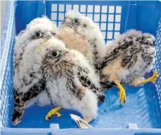  ?? FOTO: ALEXANDER GERHARDT ?? Einige schauen noch ganz schreckhaf­t: Die sechs Falkenkind­er werden gleich ihre Ringe erhalten.