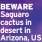  ?? ?? BEWARE Saguaro cactus in desert in Arizona, US