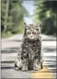  ?? Kerry Hayes Paramount Pictures ?? “PET SEMATARY,” to be unleashed April 5.