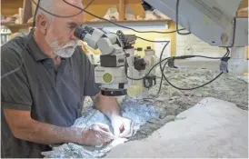  ?? ADAM FONDREN/THE DESERET NEWS VIA AP ?? Paleontolo­gist Rick Hunter meticulous­ly excavates rock from around the raptor bones at Thanksgivi­ng Point in Lehi, Utah, on Aug. 31.