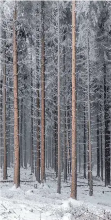  ?? FOTO: JAN EIFERT/IMAGO IMAGES ?? Holz galt lange als ökologisch saubererer Biobrennst­off. Eine Studie kommt zu einem anderen Schluss.