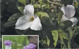  ?? PHOTOS BY PAM OWEN ?? Hikes coming up soon feature spring ephemeral wildflower­s, such as these large-flowered trillium and maybe this showy orchis (left).