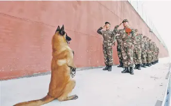  ??  ?? An army dog stands up as retiring soldiers salute their guard post before retirement in Suqian, Jiangsu province, China. — Reuters photo