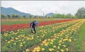  ?? HT FILE ?? The Tulip Garden, which was opened at the end of March this time, saw a record 3.5 lakh visitors .