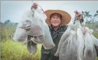  ??  ?? Worker Bai Changfu displays seed pods he harvested from the bank’s forage grass plantation on March 23.