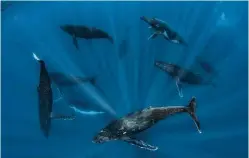  ??  ?? You could witness a humpback ‘heat run’ in Tonga – when males battle for the right to accompany a female.