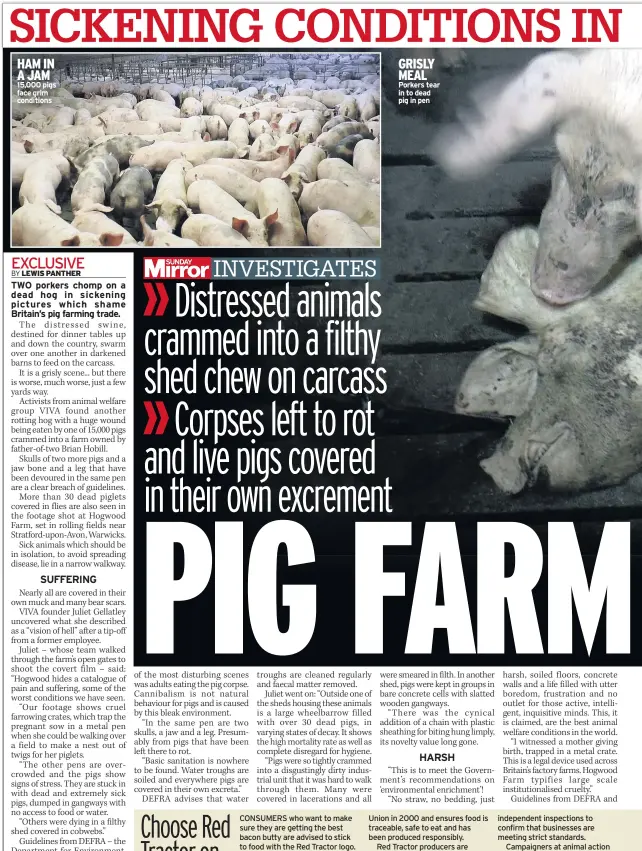  ??  ?? HAM IN A JAM 15,000 pigs face grim conditions GRISLY MEAL Porkers tear in to dead pig in pen