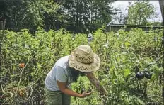  ?? Andrew Rush/Post-Gazette ?? Tara Rockacy, owner of Churchview Farm, picks tomatoes at the farm in Baldwin Borough.