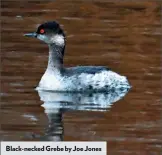  ??  ?? Black-necked Grebe by Joe Jones