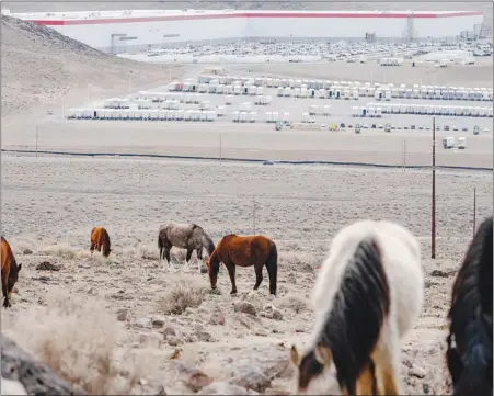  ?? PHOTOS BY IAN C. BATES / THE NEW YORK TIMES ?? Wild horses graze Feb. 25 in the hills above Tesla’s “Gigafactor­y” at the Tahoe-reno Industrial Center near Sparks. The mustangs at the Nevada office park are an example of the outrageous perks that businesses dangle to impress job candidates, but wildlife advocates are pushing back on efforts to market them.